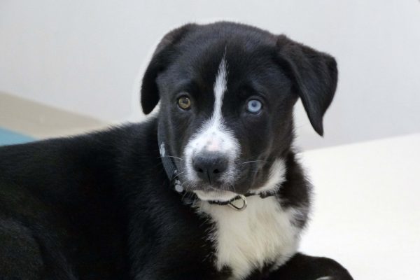 A black and white puppy with two different color eyes named Diesel