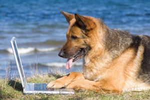 A tan and black german shepard on a laptop at the beach