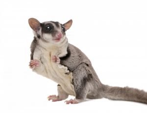 A white, brown and grey sugar glider